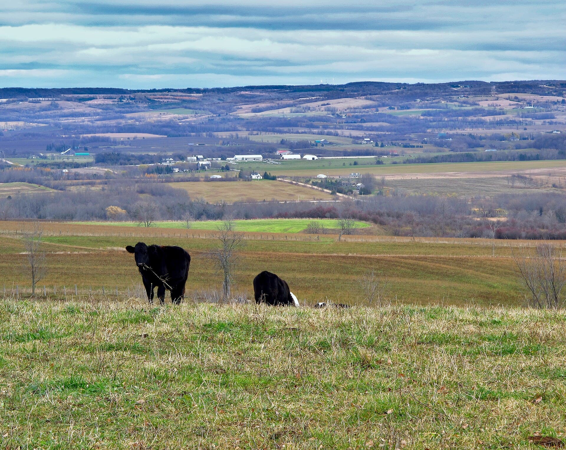 Cattle grazing in a Grey County pasture