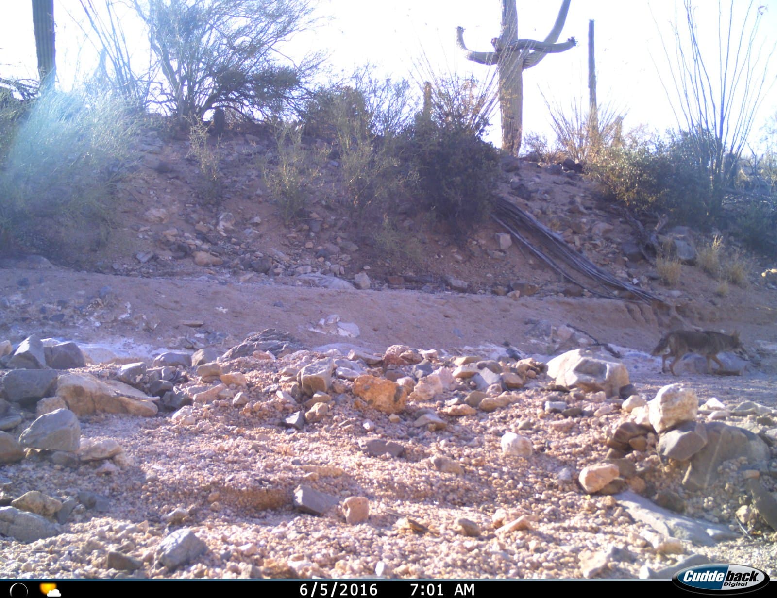 A coyote standing in brush