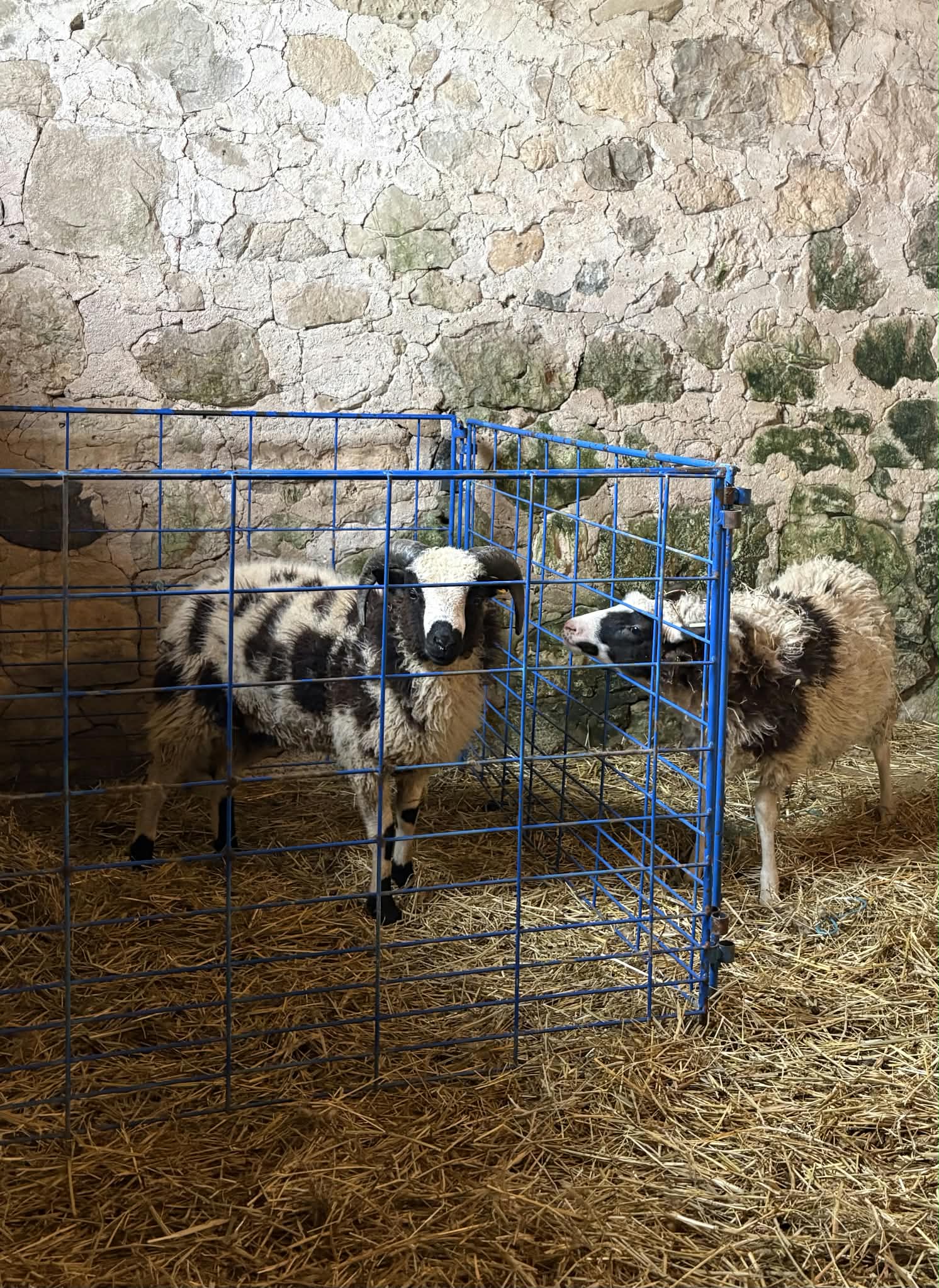 Two spotted, horned Jacob sheep, Harry and his roommate Chuck, in a straw-bedded barn, one inside a blue wire pen and the other beside it