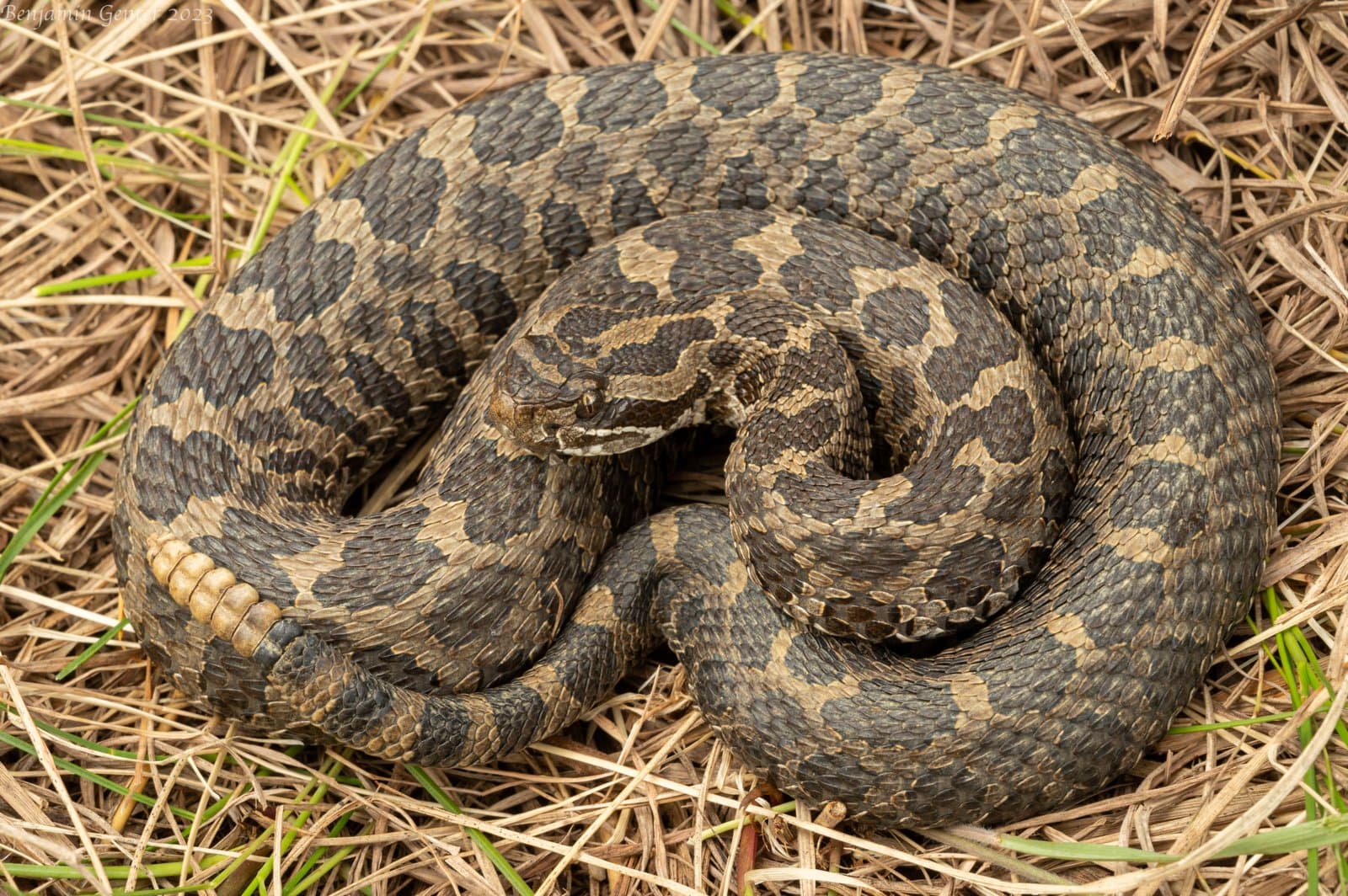 A coiled Eastern Massasauga rattlesnake in dry grass