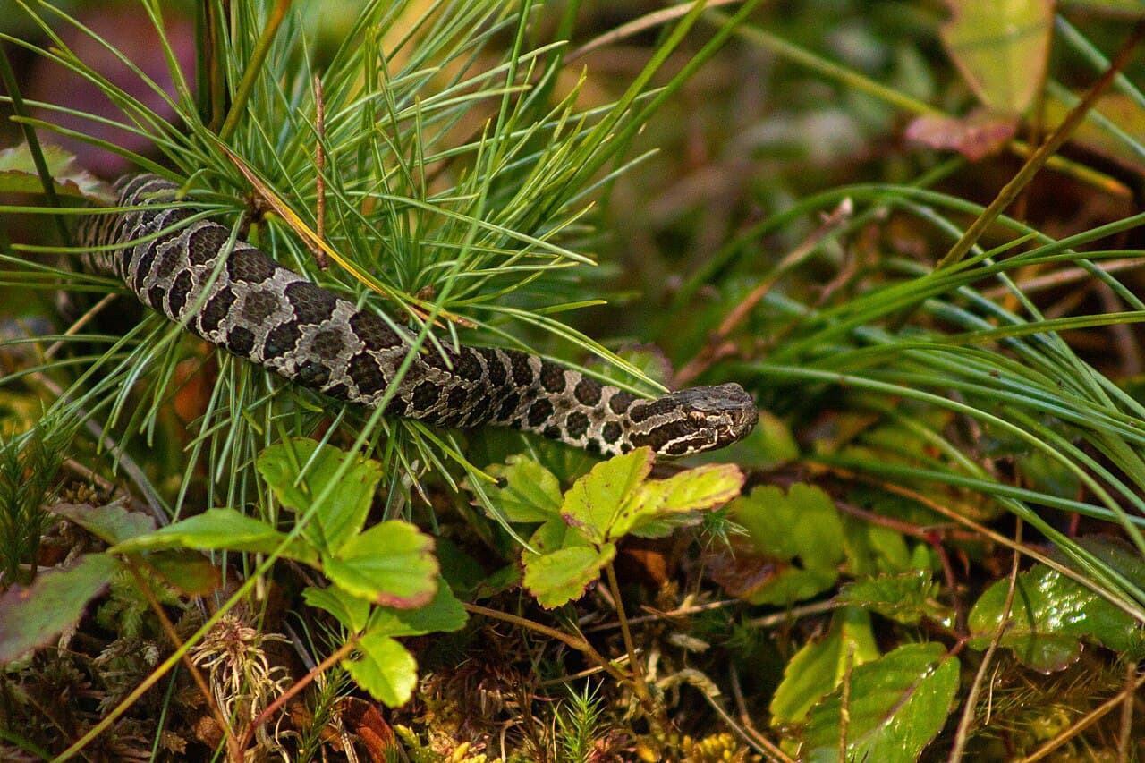 An eastern massasauga rattlesnake with dark brown blotches crawls through pine needles and leaves