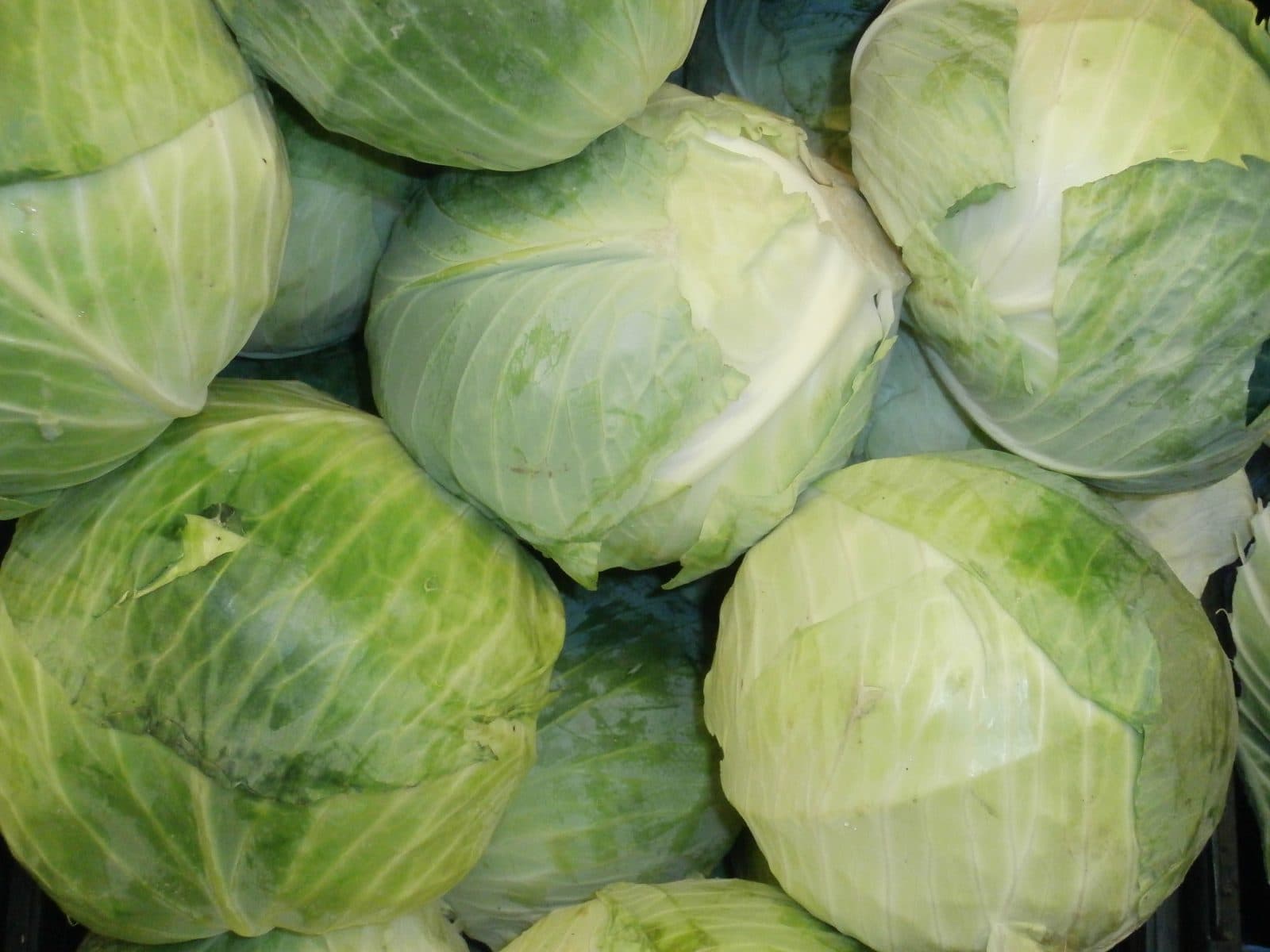 Heads of green cabbage stacked at a grocery store
