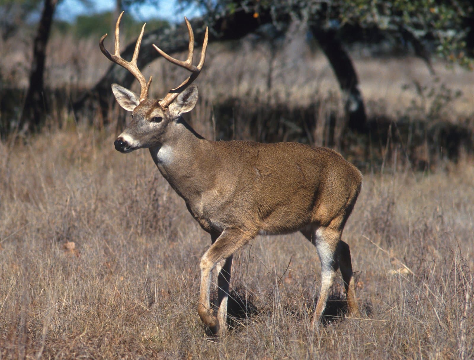 A white-tailed deer stands in a grassy clearing