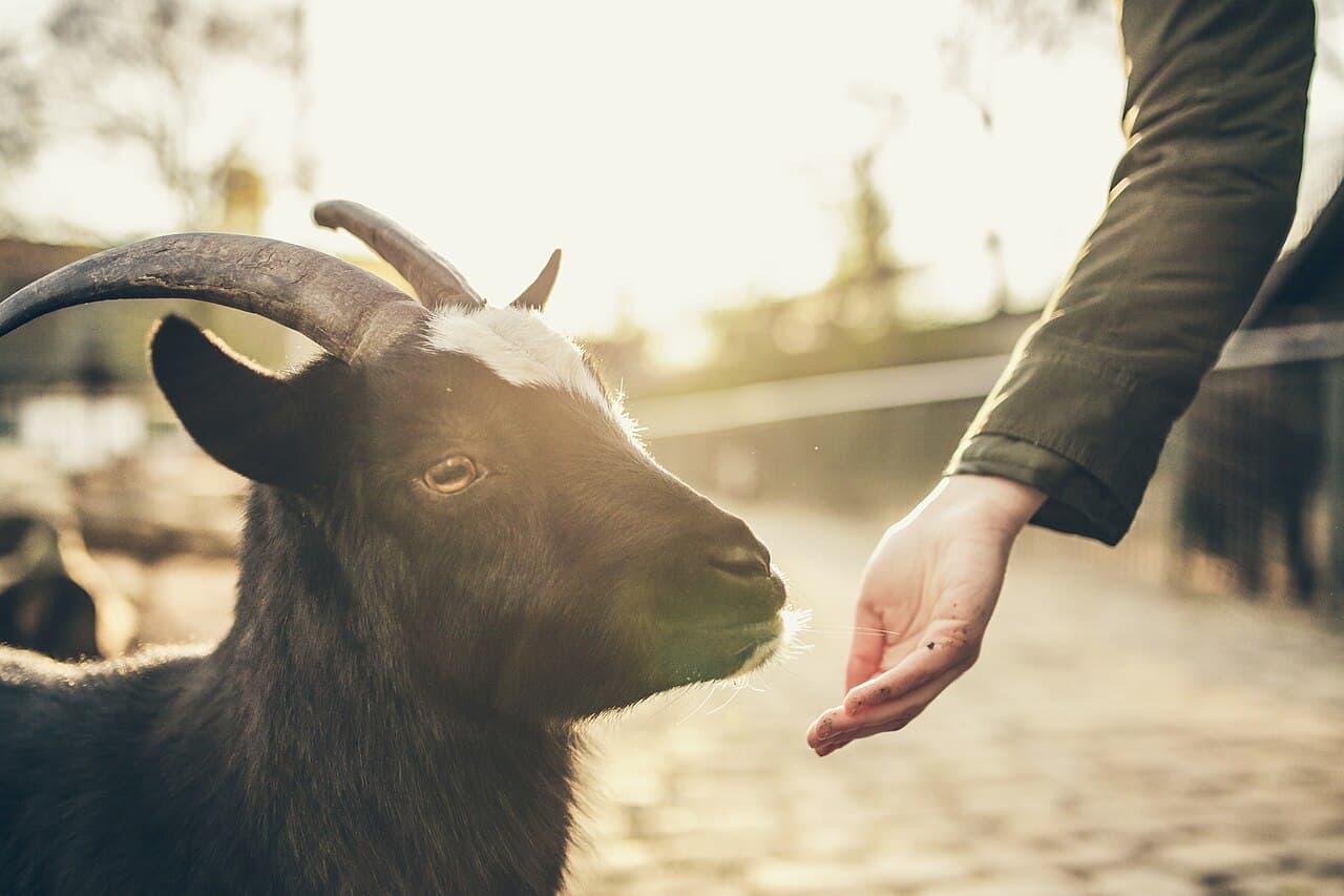 A black-and-white goat (file photo, not the Williamsford goat)